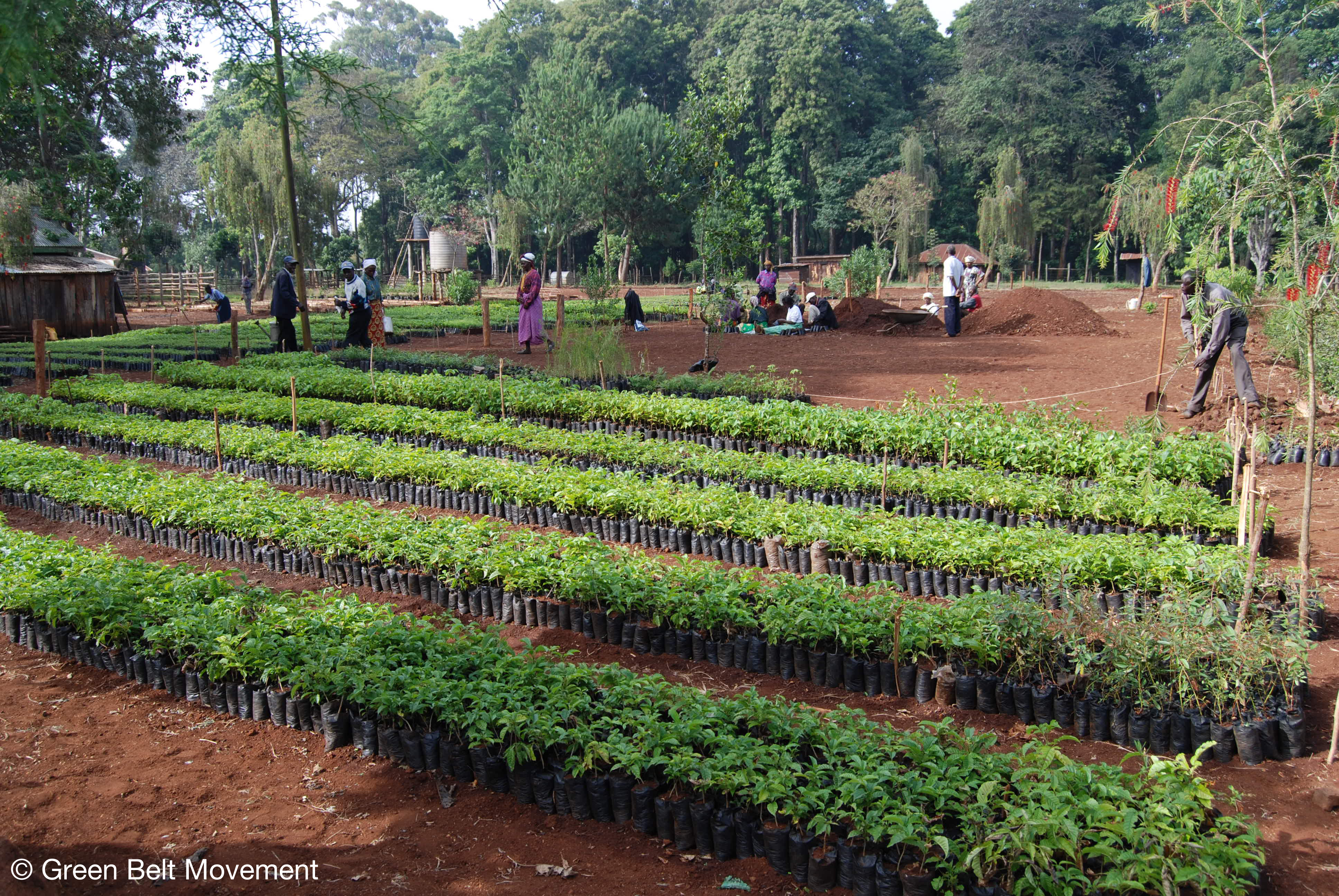 Femmes plantant des arbres